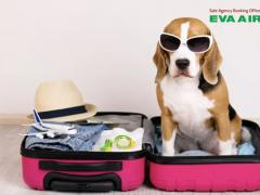 Dịch vụ đặt vé máy bay thú cưng chó mèo đi Seattle Mỹ EVA Air